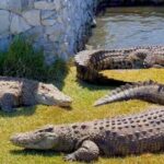 An Unforgettable Crocodile Encounter at Afrikanos! - Image 3