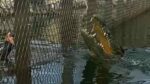 An Unforgettable Crocodile Encounter at Afrikanos! - Image 2
