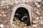 Discover the Penguin's World at the Kleinbaai Penguin Rehabilitation Sanctuary - Image 4