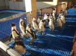 Discover the Penguin's World at the Kleinbaai Penguin Rehabilitation Sanctuary - Image 5