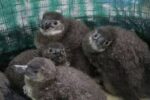 Discover the Penguin's World at the Kleinbaai Penguin Rehabilitation Sanctuary - Image 6