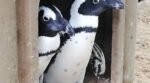 Discover the Penguin's World at the Kleinbaai Penguin Rehabilitation Sanctuary - Image 7
