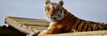 Unleash Your Inner Explorer: A Roar-some Adventure at Panthera Big Cat Sanctuary! - Image 3