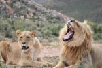 Roar into Adventure: An Exotic Animal World Expedition! - Image 3