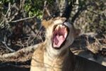Roar into Adventure: An Exotic Animal World Expedition! - Image 4