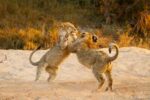 Roar into Adventure: An Exotic Animal World Expedition! - Image 5