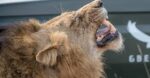 Roar into Adventure: An Exotic Animal World Expedition! - Image 6