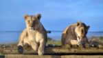 Unleash Your Inner Explorer: A Roar-some Adventure at Panthera Big Cat Sanctuary! - Image 2