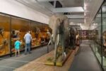 Unearth the Past at Iziko Museums Cape Town: An Unforgettable Adventure! - Image 12