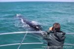 Witness the Giants of the Ocean: An Unforgettable Whale Watching Adventure! - Image 13