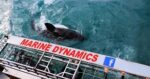 Witness the Giants of the Ocean: An Unforgettable Whale Watching Adventure! - Image 14