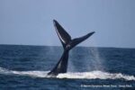 Witness the Giants of the Ocean: An Unforgettable Whale Watching Adventure! - Image 15