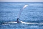 Witness the Giants of the Ocean: An Unforgettable Whale Watching Adventure! - Image 16
