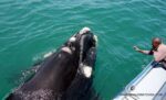 Witness the Giants of the Ocean: An Unforgettable Whale Watching Adventure! - Image 17