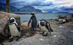 Discover the Penguin's World at the Kleinbaai Penguin Rehabilitation Sanctuary - Image 8
