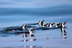 Discover the Penguin's World at the Kleinbaai Penguin Rehabilitation Sanctuary - Image 9