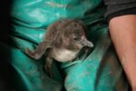 Discover the Penguin's World at the Kleinbaai Penguin Rehabilitation Sanctuary - Image 11