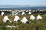 Discover the Penguin's World at the Kleinbaai Penguin Rehabilitation Sanctuary - Image 12