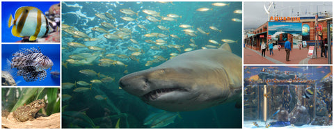 Wheelchair Friendly Places in Cape Town, Two Oceans Aquarium