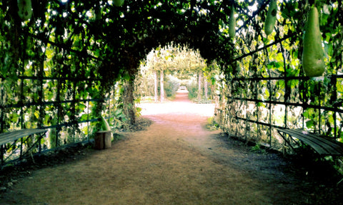 Babylonstoren, Western Cape