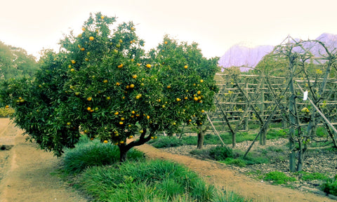 Babylonstoren, Western Cape