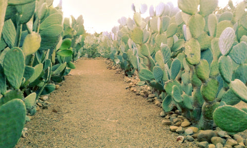 Babylonstoren, Western Cape