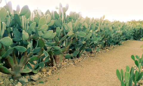 Babylonstoren Western Cape