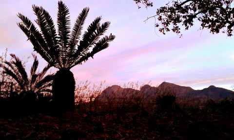 Babylonstoren, Western Cape