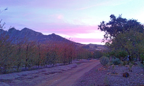Babylonstoren Western Cape