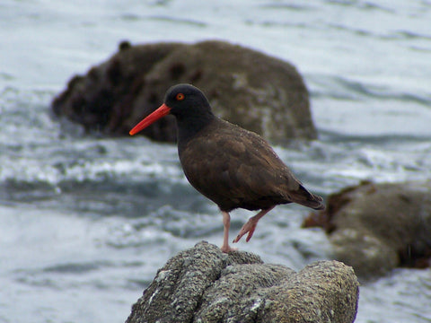 African Oystercatcher