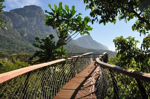 Kirstenbosch Treetop Canopy Walkway, Cape Town