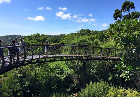 Summer Time Cape Town, Kirstenbosch National Botanical Gardens