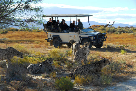 Safari In Cape Town, Tourist Attractions