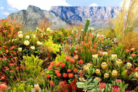 What To Do In Cape Town During Winter, wild flowers
