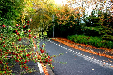 Autumn in Cape Town, weather, things to do