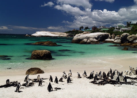 Boulders Beach, Top 10 Beaches In Cape Town
