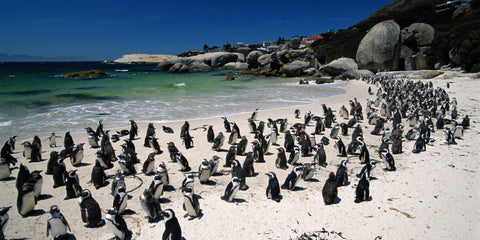 Cape Town Interesting Facts, Boulders Beach Penguins