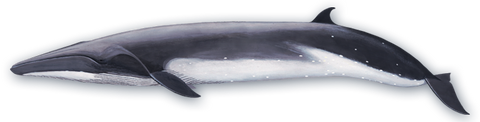 Bryde's Whale, Cape Town History, False Bay