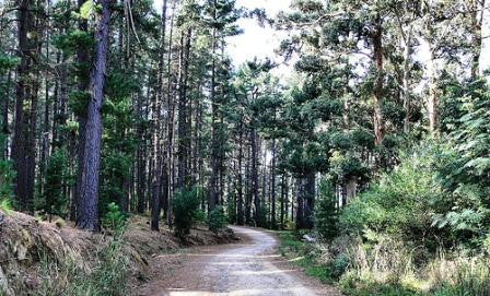 Cecelia Forest, Cape Town Nature