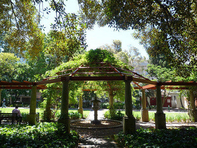 Company Gardens, Cape Town
