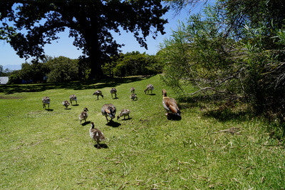 Ducks in Kirstenbosch Gardens