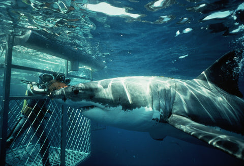 What to do in cape town's winter, shark cage diving