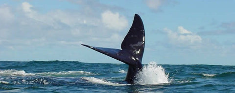 Hermanus Whale Watching