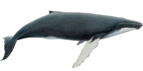 History of Humpback Whale, False Bay, Cape Town