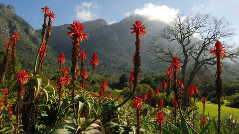 Kirstenbosch National Botanical Gardens, Cape Town attractions