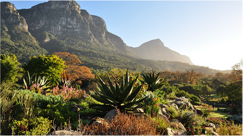 Wheelchair Friendly Places In Cape Town, Kirstenbosch National Botanical Gardens