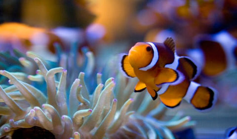 Fish At Two Oceans Aquarium In Cape Town