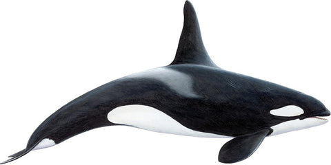 Orca, Killer Whale History, False Bay, Cape Town