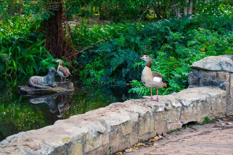 Otter Pond in Kirstenbosch Gardens, Cape Town, South Africa