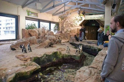 Penguins at Two Oceans Aquarium